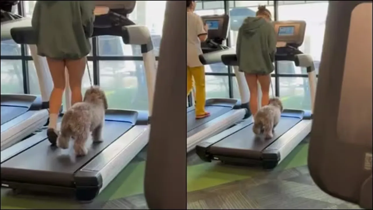 "dog, human, gym buddy, adorable video, cute, instagram, viral video, workout buddy, trending
