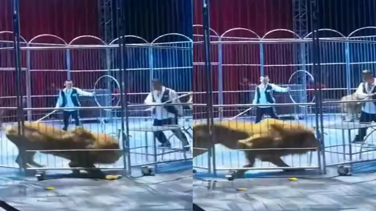 viral video,trending Video,Lion Video, sher ka video, lion video, latest lion video, lion in circus, china circus viral video, lion escaped from circus, shocking video, live show, live performance, circus love show, china news, social media,
