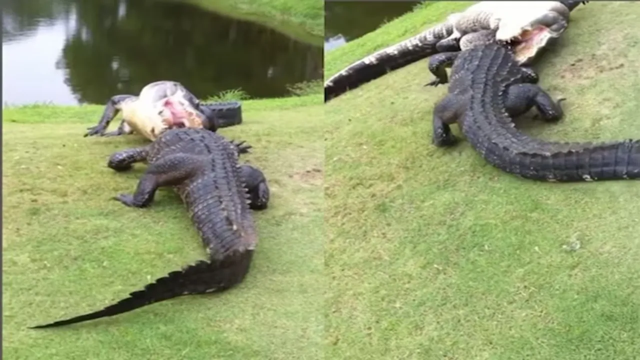 Wildlife viral, crocodile, ভাইরাল, ট্রেন্ডিং