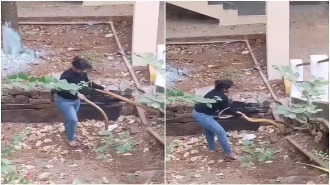 Giant King Cobra Snakes Video, Girl Catch Two Giant Snakes, Viral Video of Snake Rescue, Trending Video of Snake Rescue, Amazing Video of Snake Rescue, Shocking Video of Snake Rescue, latest tending Video of Snake Rescue, trending Video of Snake Rescue on twitter, trending Video of Snake Rescue on facebook, trending Video of Snake Rescue on instagram, trending Video of Snake Rescue on youtube
