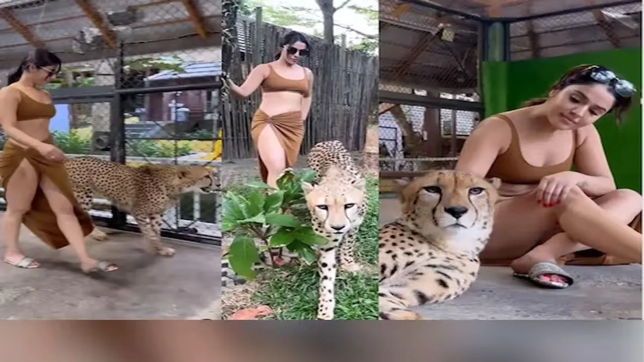 killer look of bikini girl, A dash of boldness with Cheetah, Girl seen walking with caged leopard, Video of girl with leopard in glamorous dress, Girl liked more than hunter in glamorous style, Bikini girl became famous by making video with leopard, Girl seen caressing leopard like a pet, Viral video of girl with leopard, AJAB GAJAB NEWS, KHABRE JARA HATKE, VIRAL NEWS, OMG, WEIRD NEWS