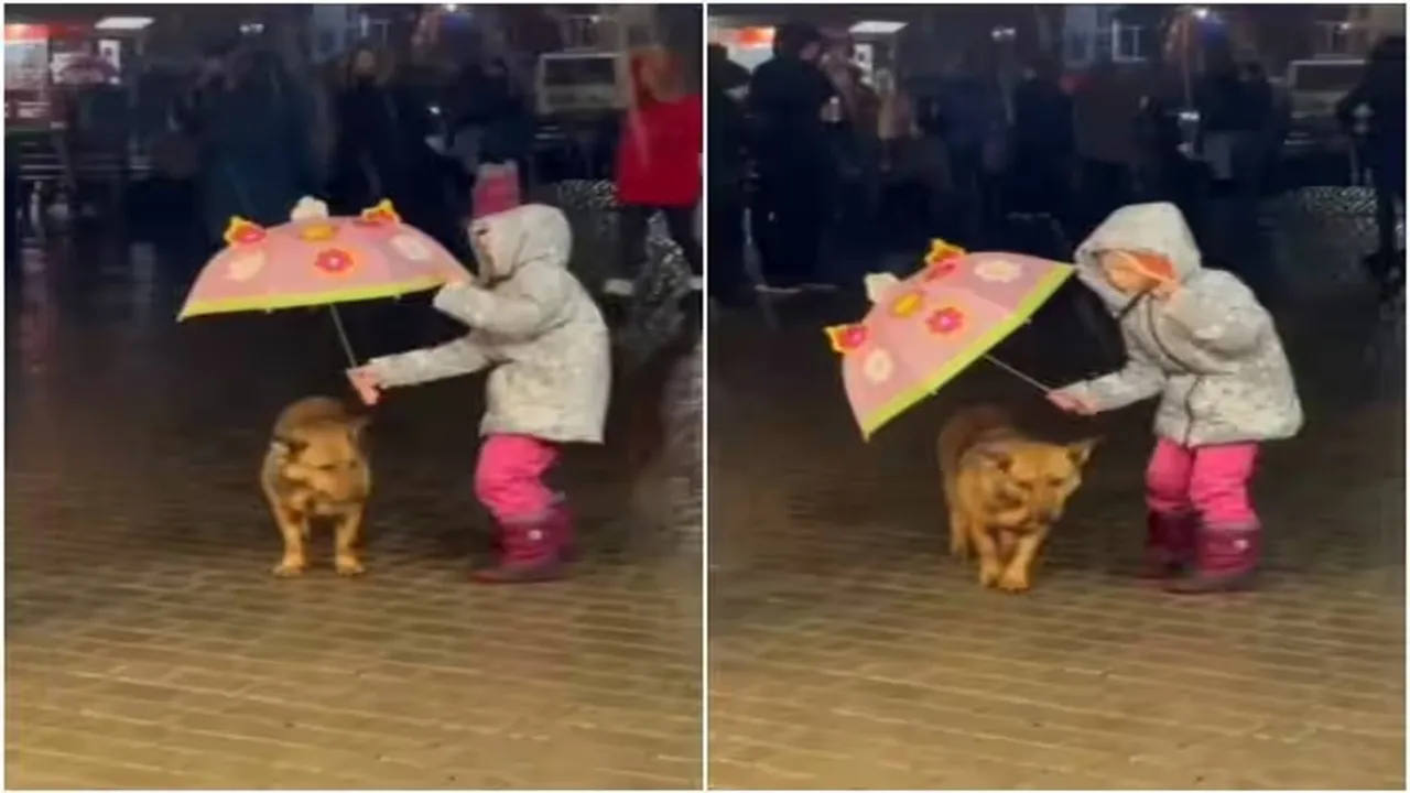 Dog in Rain, Emotional Viral Video, Viral Video of Dog, Trending Video of Dog, Amazing Video of Dog, Shocking Video of Dog, latest tending Video of Dog, trending Video of Dog on twitter, trending Video of Dog on facebook, trending Video of Dog on instagram, trending Video of Dog on youtube