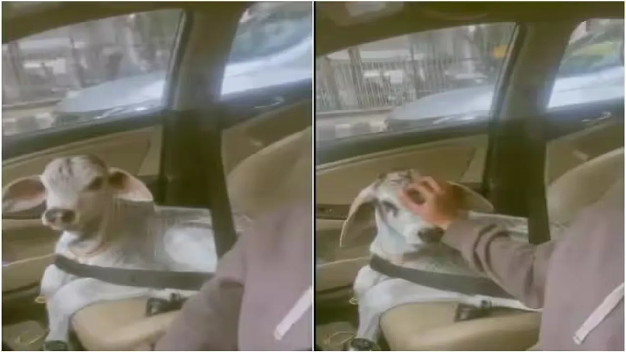 ideo of Cow Calf, Trending Video of Cow Calf, Amazing Video of Cow Calf, Shocking Video of Cow Calf, latest tending Video of Cow Calf, trending Video of Cow Calf on twitter, trending Video of Cow Calf on facebook, trending Video of Cow Calf on instagram, trending Video of Cow Calf on youtube