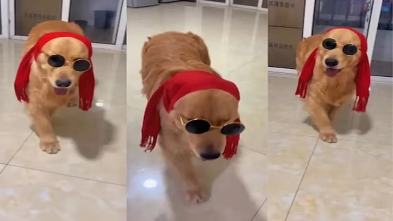 dog catwalk, Doggy started doing catwalk like models, Dog wearing scarf on head and spectacles on eyes, drunk dog trick, People crazy about dog's style and tricks, Seeing the catwalk of the dog, people said that this is the dogwalk, dog modelling, catwalk dog video viral, AJAB GAJAB NEWS, KHABRE JARA HATKE, VIRAL NEWS, OMG, WEIRD NEWS