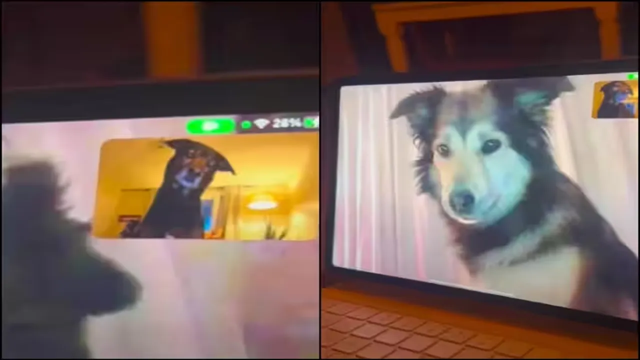 viral video, trending Video, animal video, dog videos, dog videos, dogs talking on video call, dog on video call, best friends videos, emotional videos, emotional videos, interesting videos, animal lovers, dog lovers, pet dog videos, pet videos