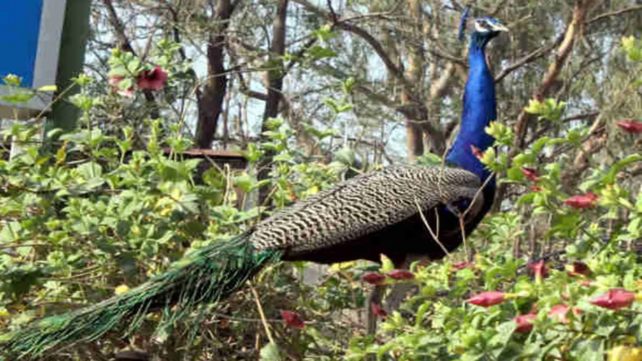 peacock suffering from heatstroke at rajhat in hooghly , হুগলিতে হিটস্ট্রোকে কাবু 'জাতীয় পাখি' ময়ূর