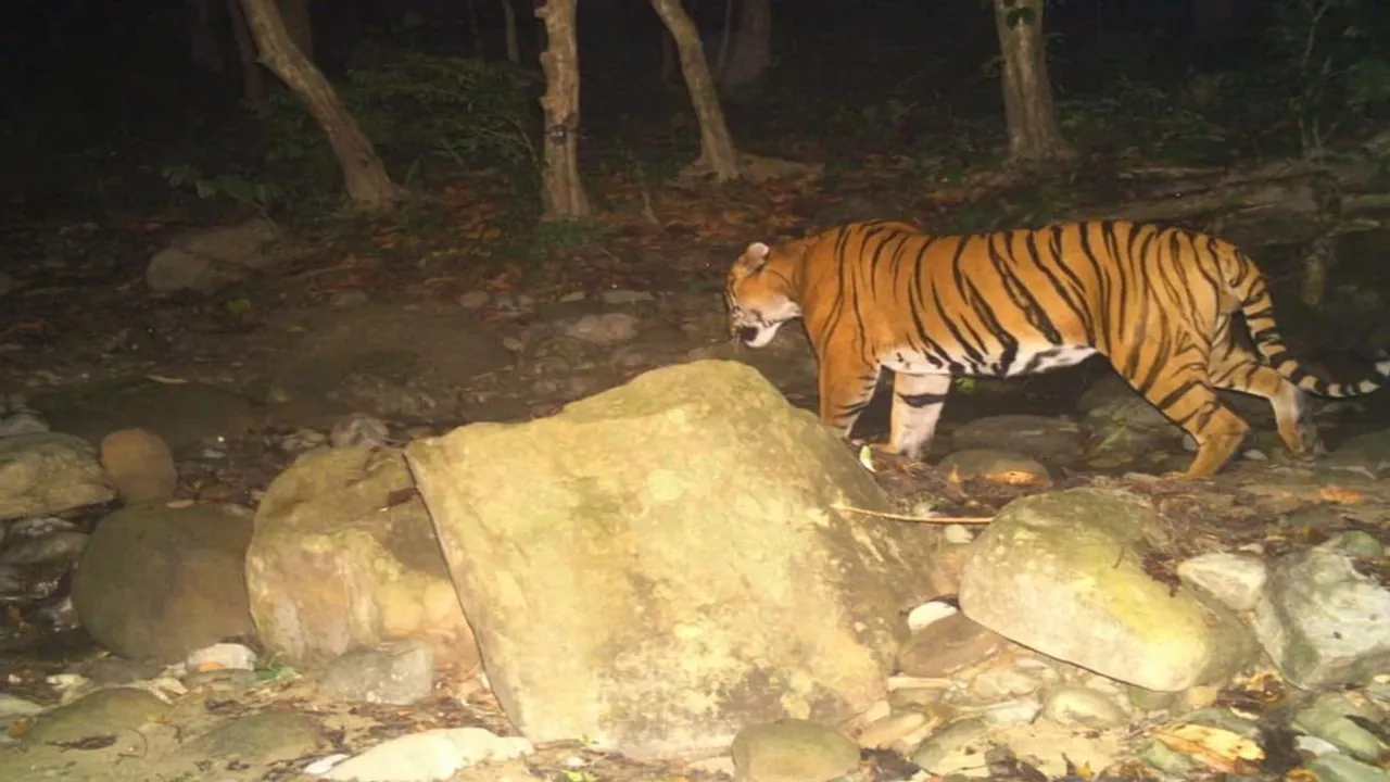 royal bengal tiger seen at Mahananda Wildlife Sanctuary
