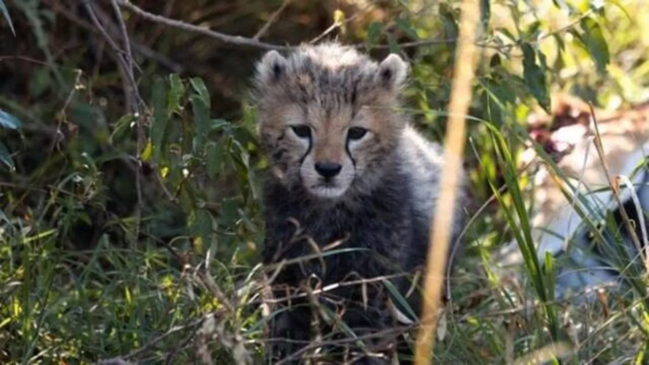 Two more cheetah cubs die at Kuno National Park, third this week