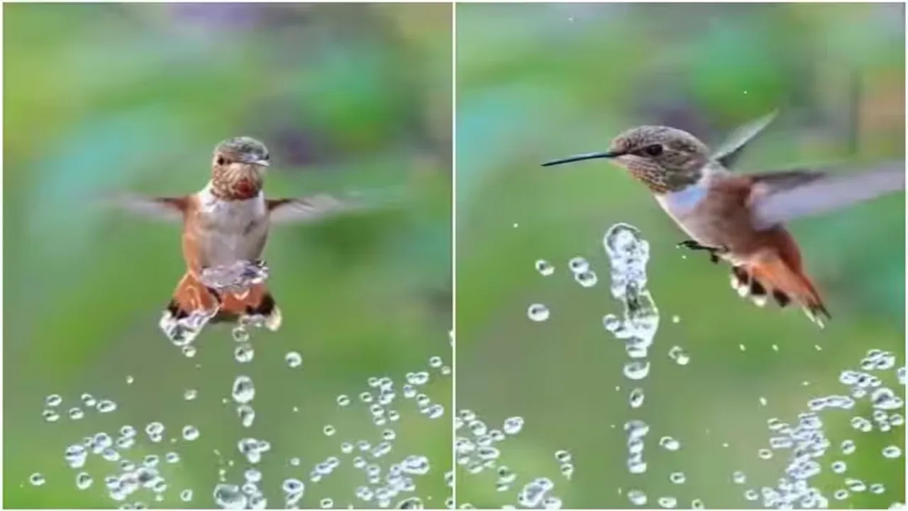 Viral Video of Humming Bird, Trending Video of Humming Bird, Twitter Viral Video of Humming Bird, Amazing Video of Humming Bird, Shocking Video of Humming Bird, Hatke Khabar, Khabren Zara Hatke, latest tending Video of Humming Bird, trending Video of Humming Bird on twitter, trending Video of Humming Bird on facebook, trending Video of Humming Bird on instagram, trending Video of Humming Bird on youtube