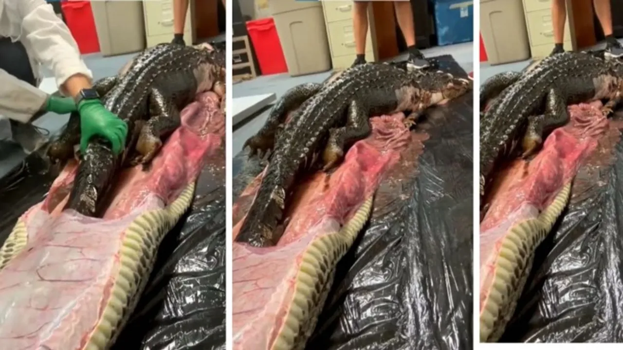 python, python video, crocodile viral video, viral video, crocodile fun video, python viral video,,