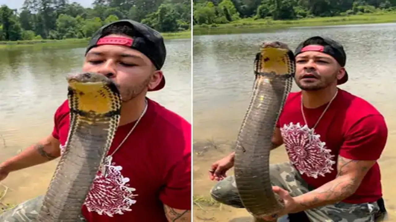 Kissing Snake, Viral Video of Man Kissing Snake, Viral Video, Viral Video of man Kissing snake, man seen kissing king cobra, saanp ko chumta dikha shakhs, nickthewrangler, Instagram Video, Trending Video, Viral Video, Kissing Snake Video, Wildlife Viral Video, Wildlife Video, odd news, viral On Internet, Weird news, strange news, bizarre news, bizarre story, amazing news, strange news, interesting news, viral news, trending news, viral, trending, ajeebogarib, hatke news, ajab gajab, zara hatke, khabar hatke