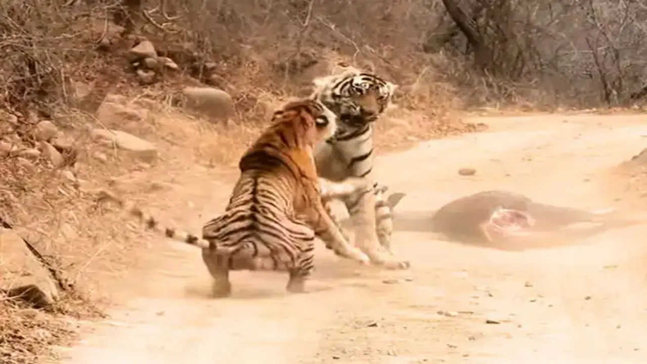 bagh baghin ki ladai, khane ke liye tiger baghin ki ladai,tiger video, tiger attack video, tiger Tigress fight video, tiger Tigress,Latest Sightings video, wildlife fight video, sher ki ladai,jungle ka video, Ranthambore National Park, tiger fight Ranthambore National Park, indian wlid national park,Ajab Gajab news, Shocking news, Weird news, OMG News, bizarre news, amazing news, good news, interesting news, viral news, trending news, hatke news,