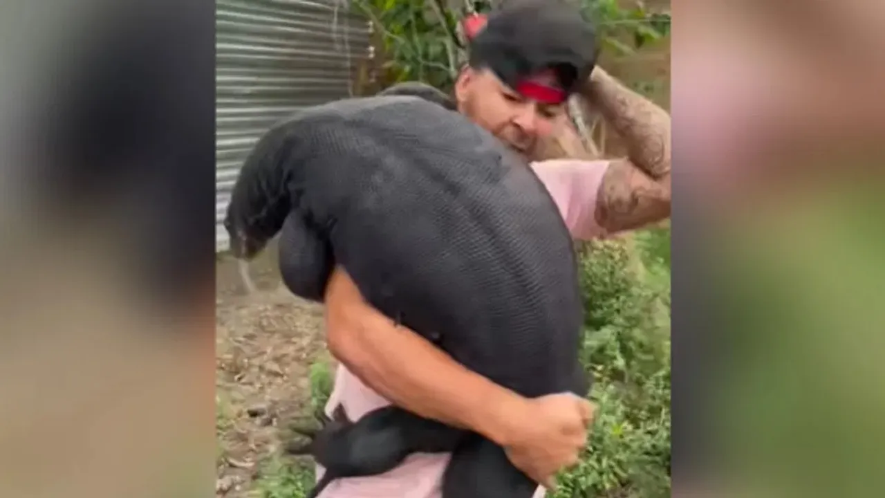 iant Lizard, Lizard, Dangerous Lizard, Monitor Lizard, shocking video, viral videos, trending videos,