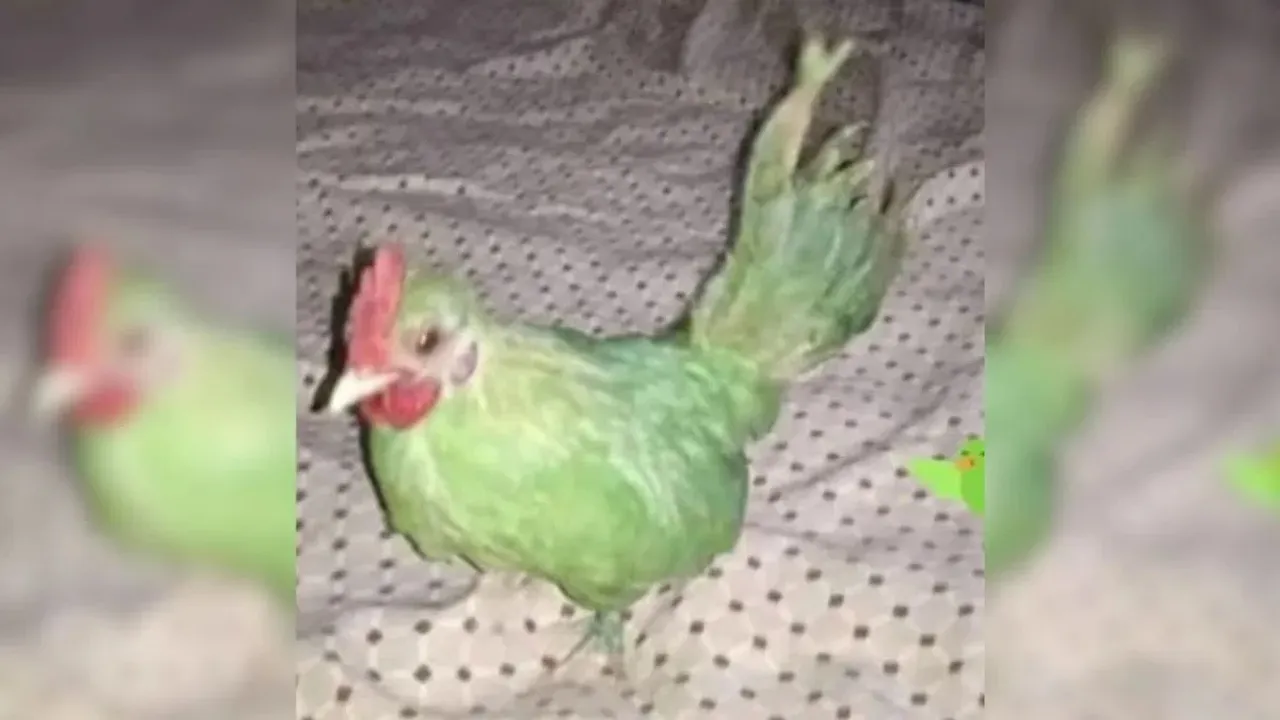 Pakistan Fake parrot, Weird News in hindi, pakistan chicken news, Paint chicken in pakistan, Trending News in Hindi, Trending Latest News, Trending News photos, Trending News Videos, Breaking Trending News
