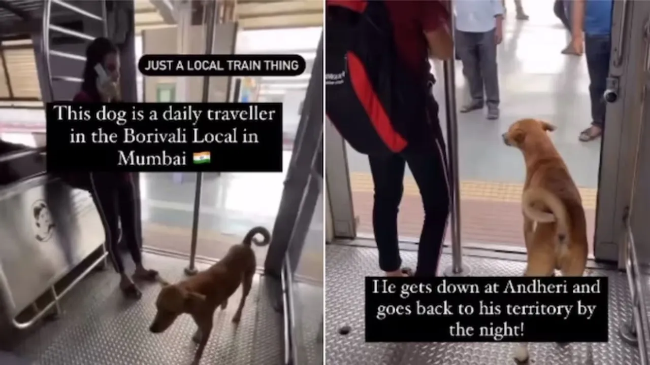 MUMBAI,Mumbai Local train,Street Dog, mumbai local train viral video, mumbai local train video, mumbai local train latest viral video, street dog video, dog video, street dog viral video, mumbai video, social media video, trending video,