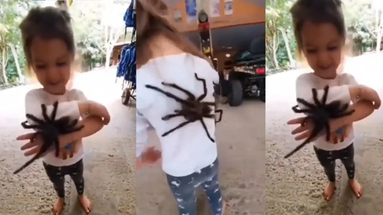 viral news, viral video, viral photo, viral, spider, spider video, spider,