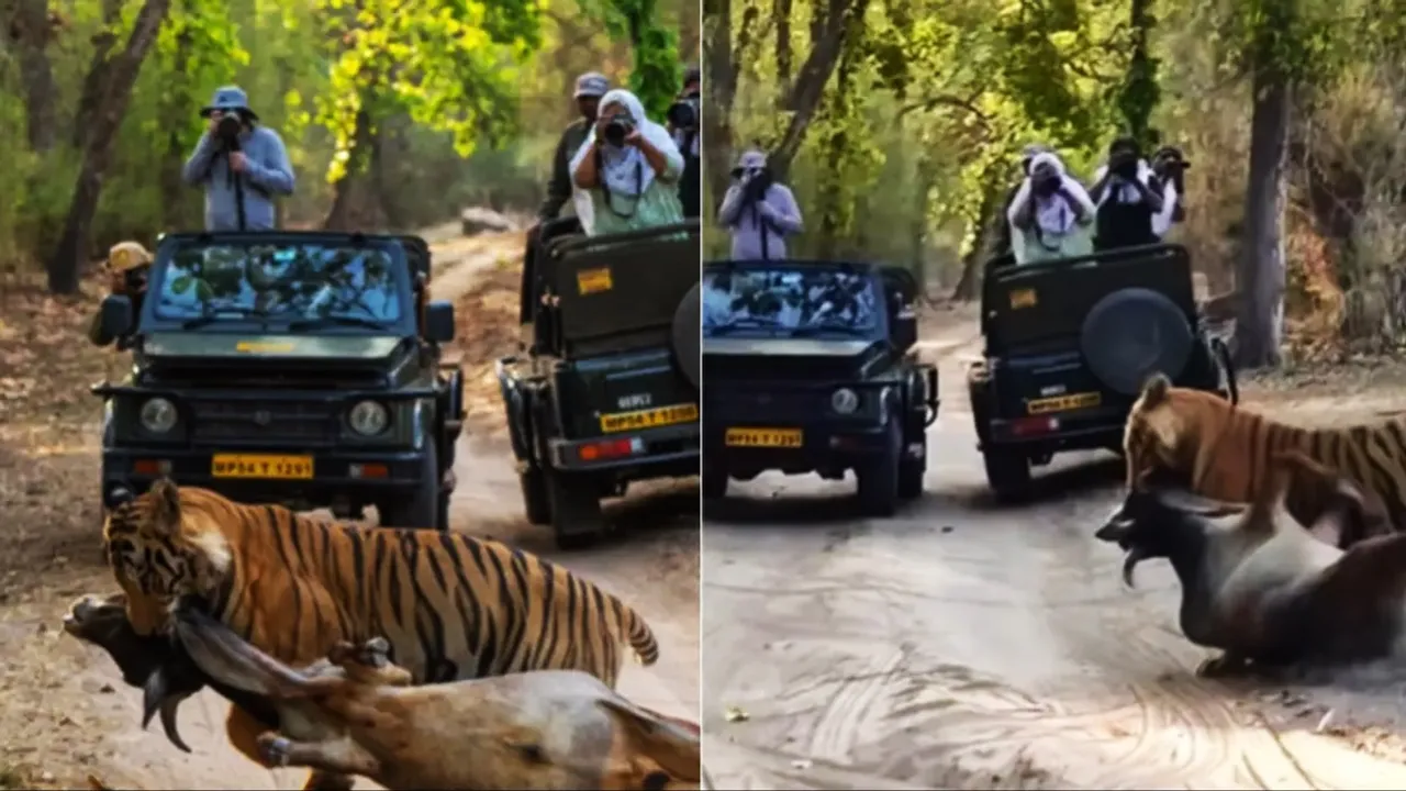 Tiger ka video, jungle safari ka video, young male tiger hunt cattle, mp bandhavgarh national park, wildlife photographer, wildlife photographer Jayanth sharma, Jayanth sharma twitter, Jayanth sharma tweet, Tiger grabbed cattle by the neck, shocking scene, shocking video, animal video, trending video, animal attack, tiger hunting video, tiger attack on animal, tiger attack video, viral video of tiger attack, wildlife video