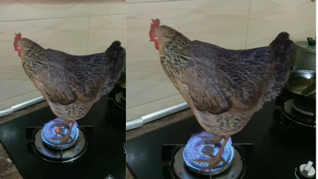 Latest Viral Video, News Nation Viral Video, Viral Video, Trending Viral Video, Viral News in Hindi, Viral Video Clip, Viral Video News, cock video, viral cock flame video,