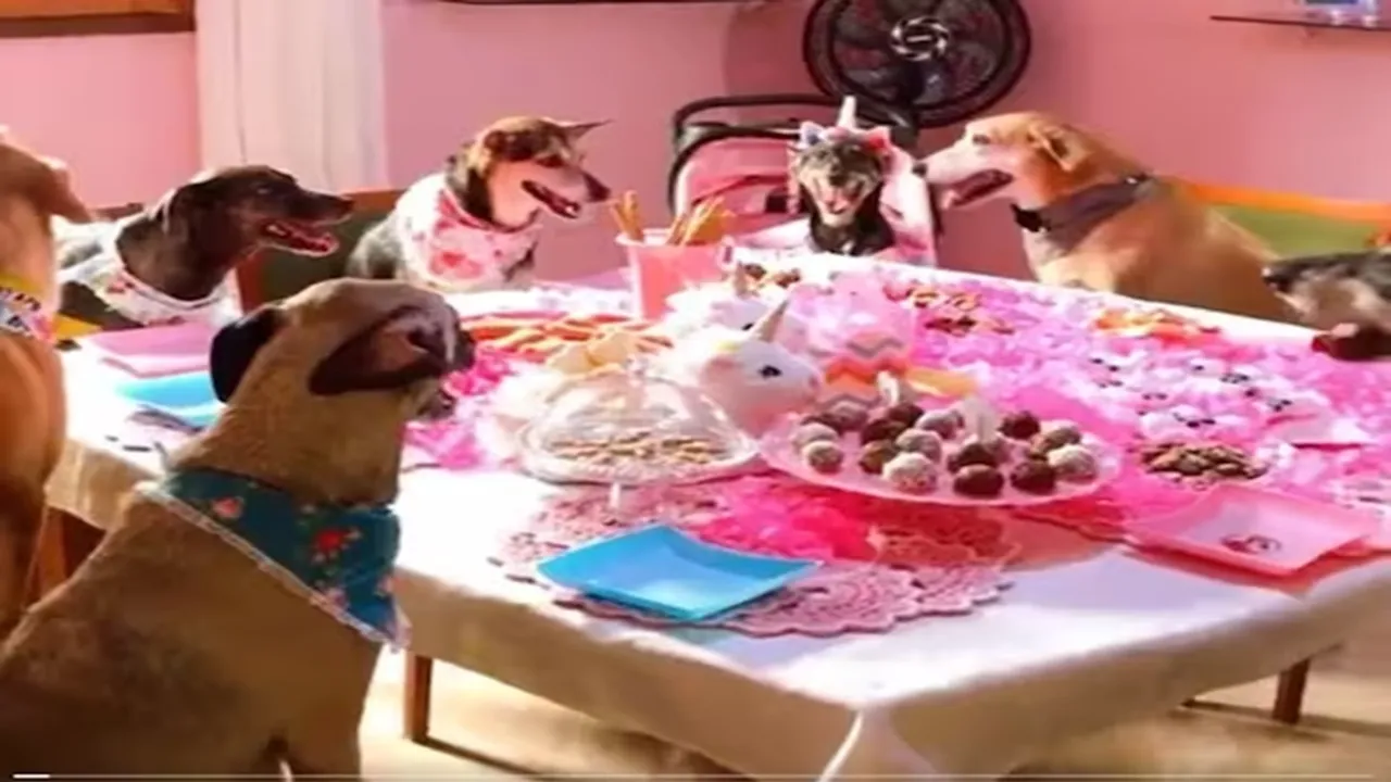 wildlife viral video, dog birthday party video viral, owner organized a unicorn theme party for dog, dog party, dog lovers, Dogs celebrate friend's birthday party, Dogs celebrated birthday by sitting on a chair, Doggy's birthday celebrated amidst unicorn theme decoration, Surprise birthday party with her best friends, AJAB GAJAB NEWS, KHABRE JARA HATKE, VIRAL NEWS, OMG, WEIRD NEWS