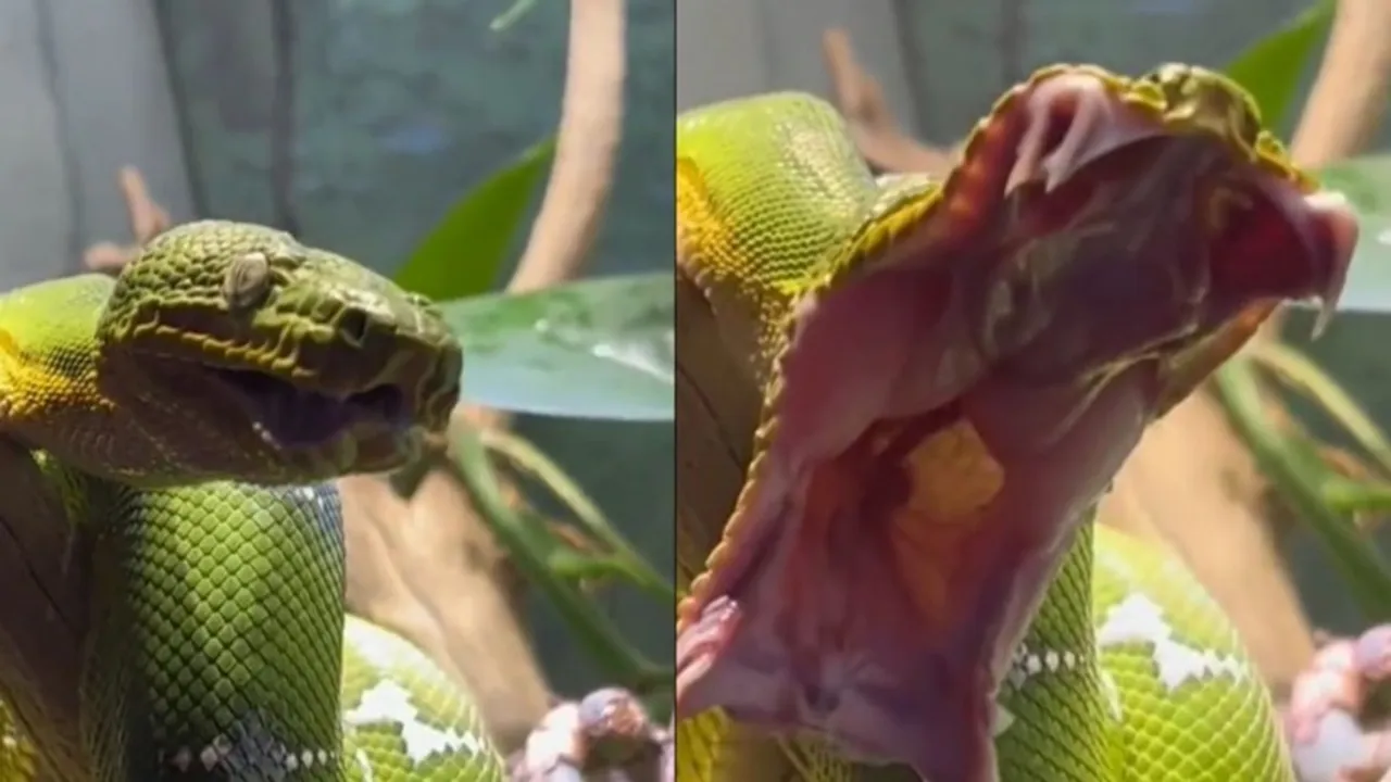 snake video, snake video, snake viral video, snake, snake video, sanp ka video, sanp video, sanp ka viral video, sanp video,