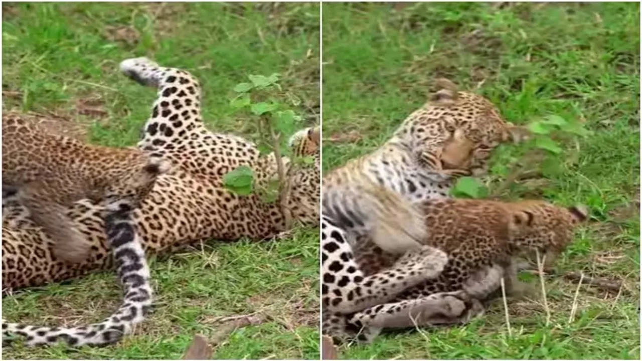 Leopard Cub, Amazing Video of Leopard Cub, Shocking Video of Leopard Cub, Hatke Khabar, Khabren Zara Hatke, latest tending Video of Leopard Cub, trending Video of Leopard Cub on twitter, trending Video of Leopard Cub on facebook, trending Video of Leopard Cub on instagram, trending Video of Leopard Cub on youtube,