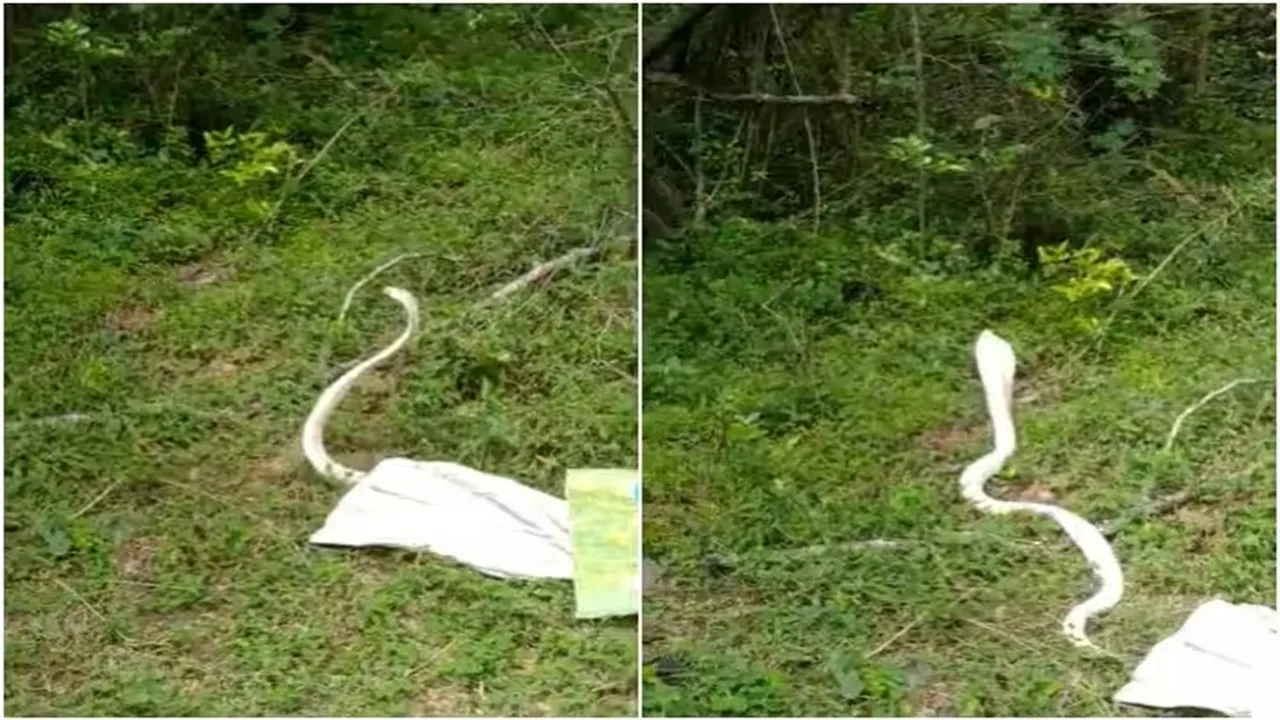 Viral Video of Cobra, Trending Video of Cobra, Twitter Viral Video of Cobra, Amazing Video of Cobra, Shocking Video of Cobra, Hatke Khabar, Khabren Zara Hatke, latest tending Video of Cobra, trending Video of Cobra on twitter, trending Video of Cobra on facebook, trending Video of Cobra on instagram, trending Video of Cobra on youtube,