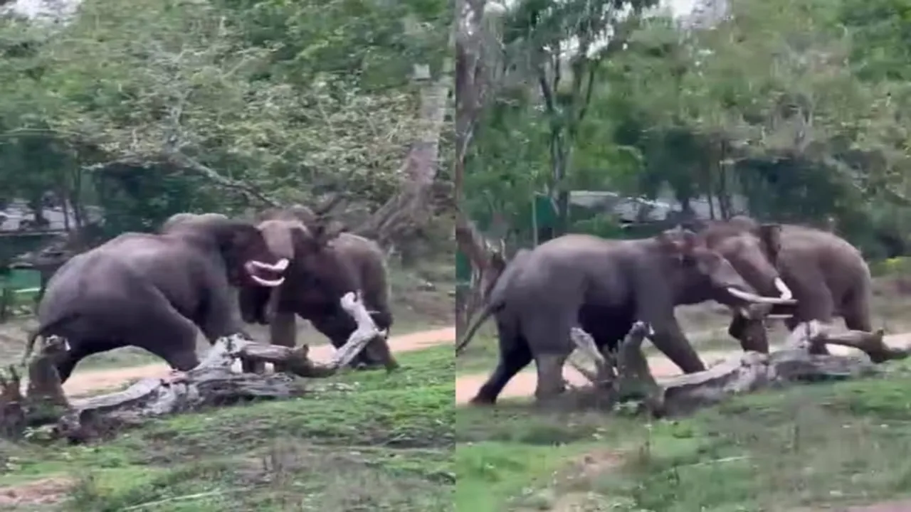 viral video, trending Video, animal video, elephant video, elephant fight video, elephant viral video, elephant video, gajraj video, trending elephant fight, ifs officer tweet, twitter video, social media