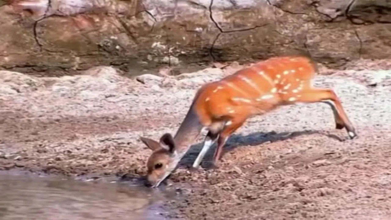 Crocodile attack, Viral Video, Crocodile Attacks On Deer, Deer Escaped from Crocodile Video, Crocodile attack video, Crocodile attacks on deer, Crocodile attacks deer, shocking video, viral videos, trending videos