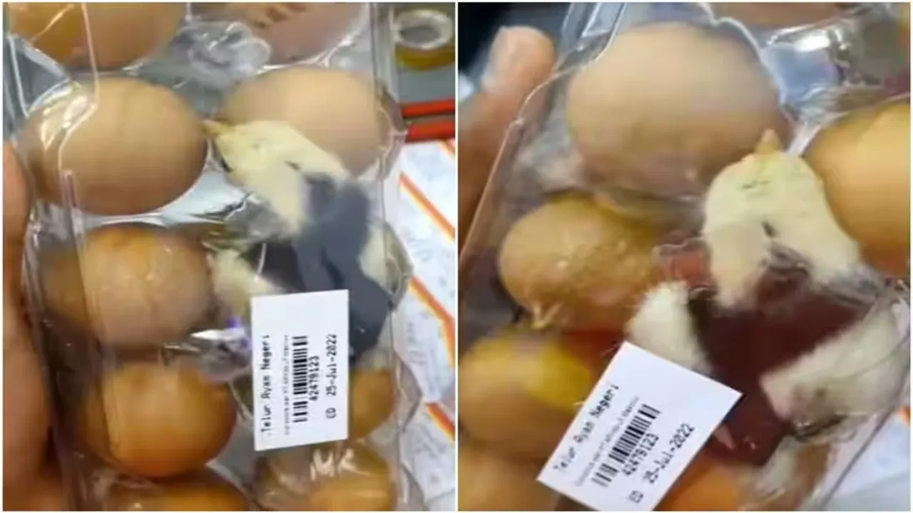 "Viral Video of Chicken, Trending Video of Chicken, Twitter Viral Video of Chicken, Amazing Video of Chicken, Shocking Video of Chicken, Hatke Khabar, Khabren Zara Hatke, latest tending Video of Chicken, trending Video of Chicken on twitter, trending Video of Chicken on facebook, trending Video of Chicken on instagram, trending Video of Chicken on youtube