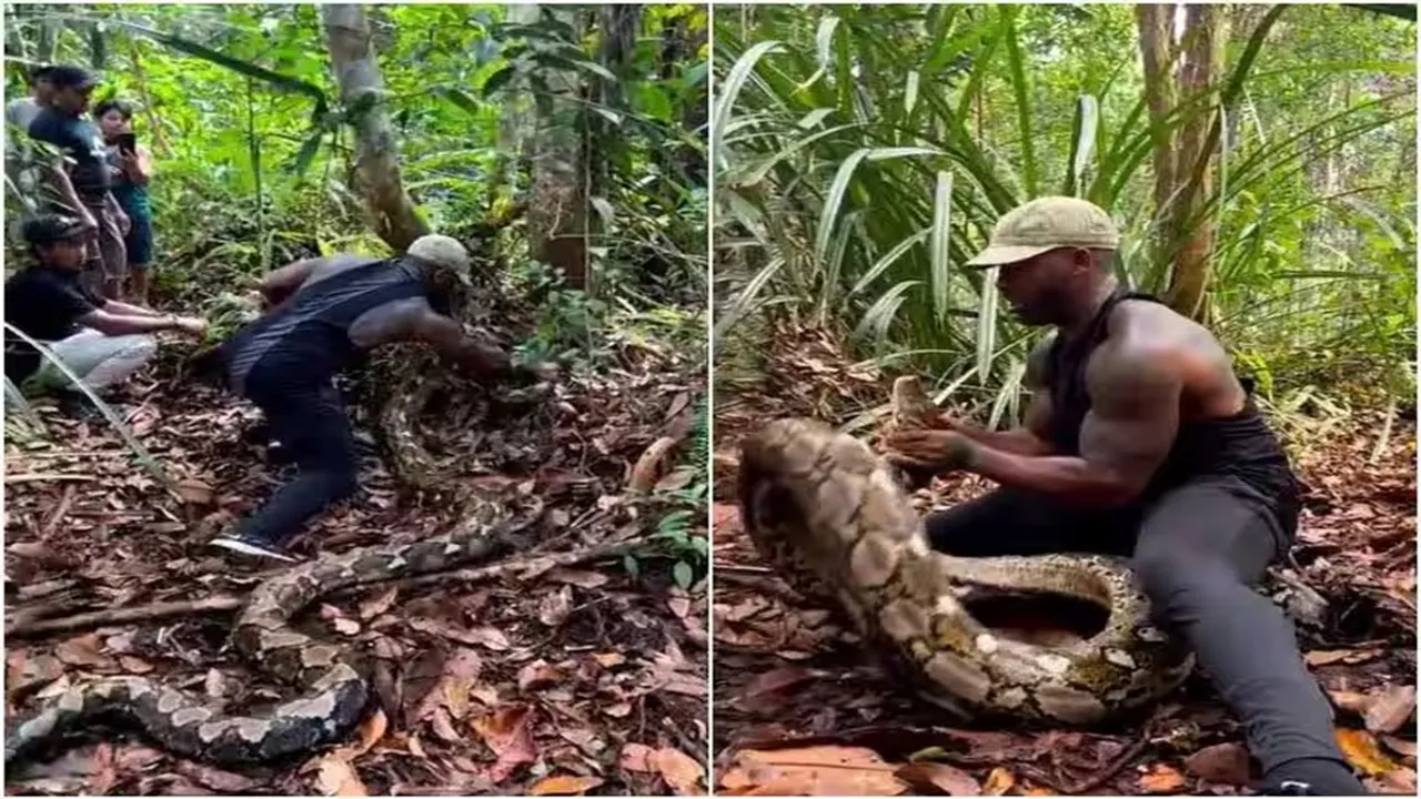 Giant Pythons Found Viral Video, A Giant Python Snake Was Caught, Viral Video of Giant Python, Trending Video of Giant Python, Amazing Video of Giant Python, Shocking Video of Giant Python, latest tending Video of Giant Python, trending Video of Giant Python on twitter, trending Video of Giant Python on facebook, trending Video of Giant Python on instagram, trending Video of Giant Python on youtube