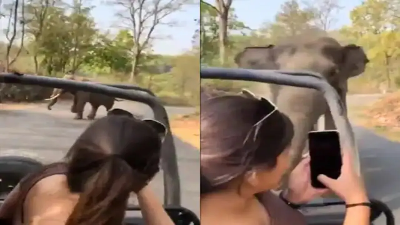 elephant chasse video, elephant attack video, Tourists shouting jungle safari, elephant attack Tourists, hathi ne dauda liya,ifs susanta nanda video, wildlife video