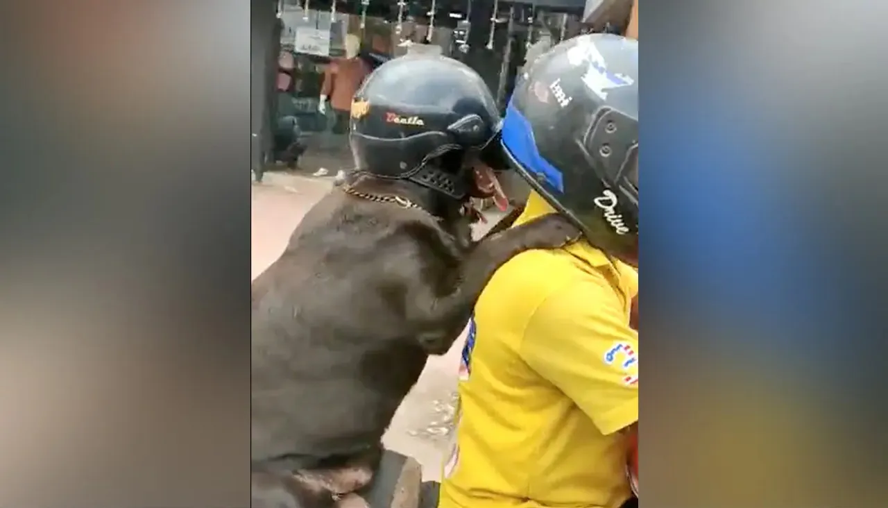 dog wear helmet, kutte ne pehna helmet, dog helmet video, dog sit on bike wear helmet, dog wearing helmet on bike, dog bike video, tamil nadu dog wear helmet on bike, chennai dog wear helmet viral video, weird news, latest news, trending news, ajabgajab, shocking news, latest news in hindi, weird news in hindi, ajabgajab, viral news, hatke news, amazing news in hindi, News Hindi News