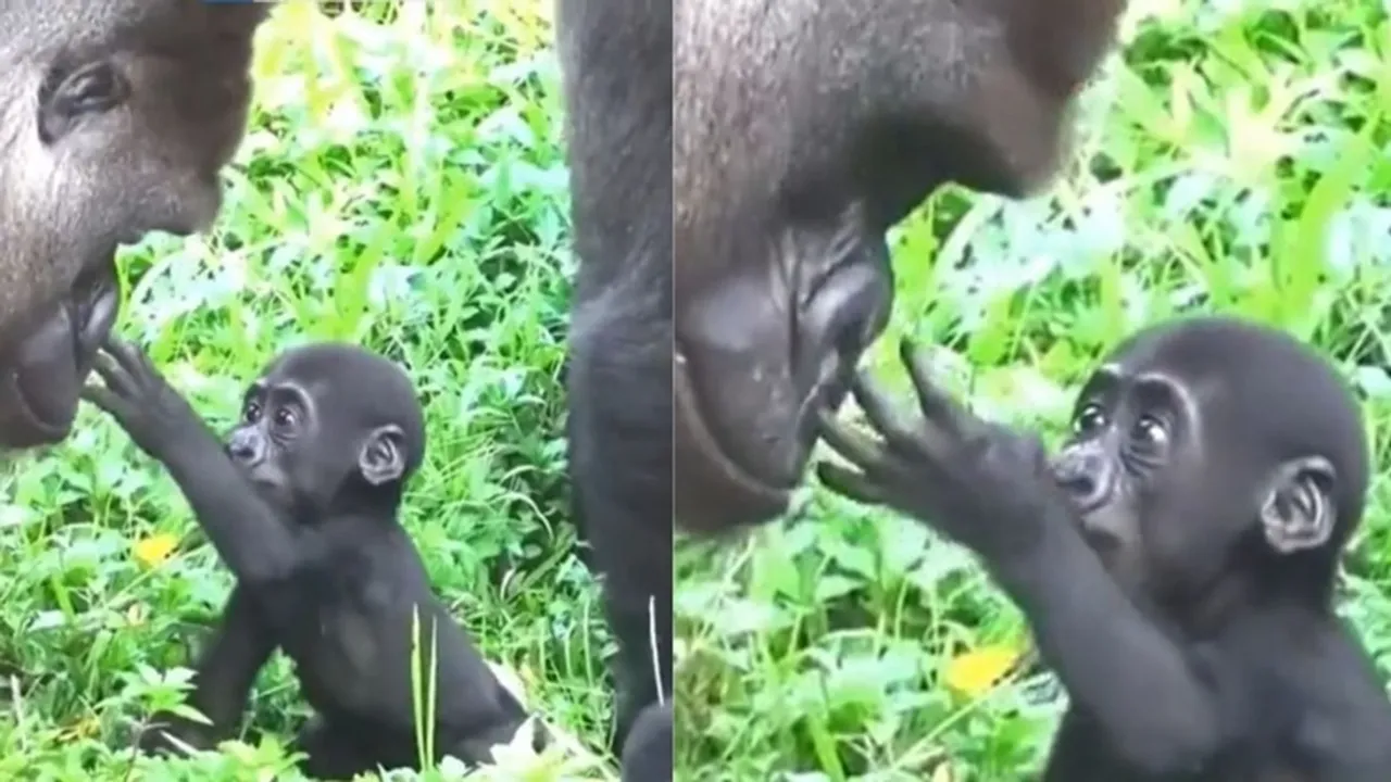 baby gorilla, baby gorilla viral video, baby gorilla video, baby gorilla news, baby gorilla funny video, baby gorilla today viral video