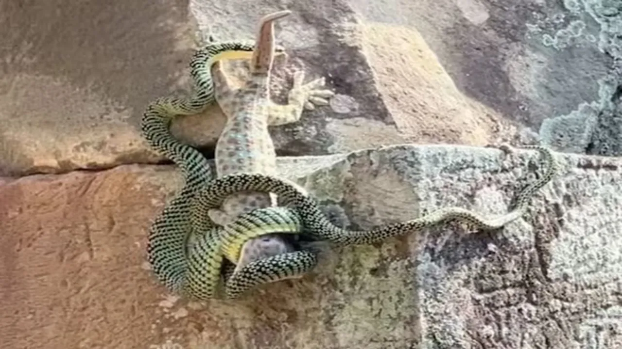 Wildlife Video, Video of geckos fighting snakes, geckos fighting snakes,chipkali aur sanp ki ladai, geckos and snakes friendship, Geckos Snake Fight, animals video, viral video, trending Video, Interesting News, bizarre news,