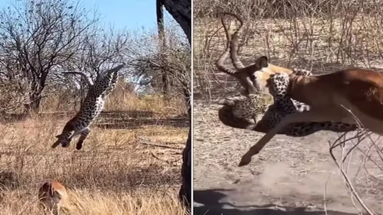 Leopard attack trick video