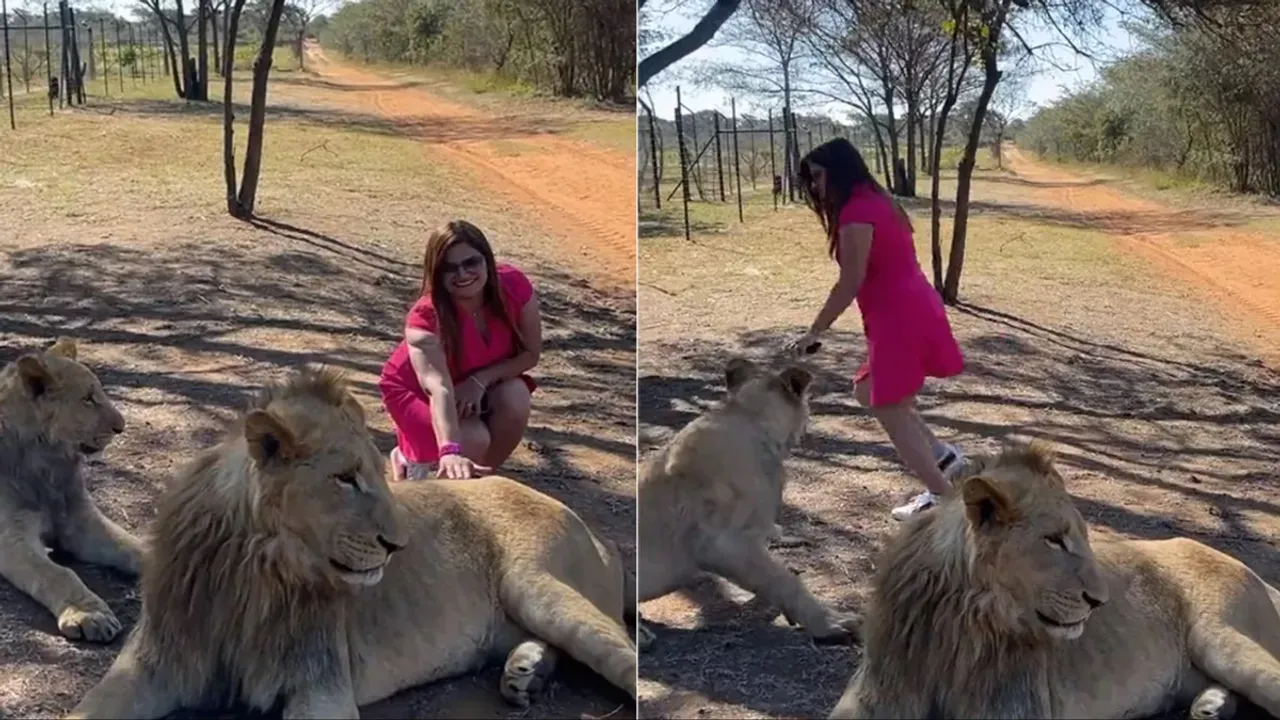 woman touched lion,lion,Lion Viral Video,Lioness,lioness attack,lioness attack woman,woman touched lion in front of lioness,shocking video,Trending Videos,viral video,animals video,lion video,wild life animal,Wild,wild life video,Amazing Video,Shocking Video,hilarious video,Scary video,News today,Breaking News"
