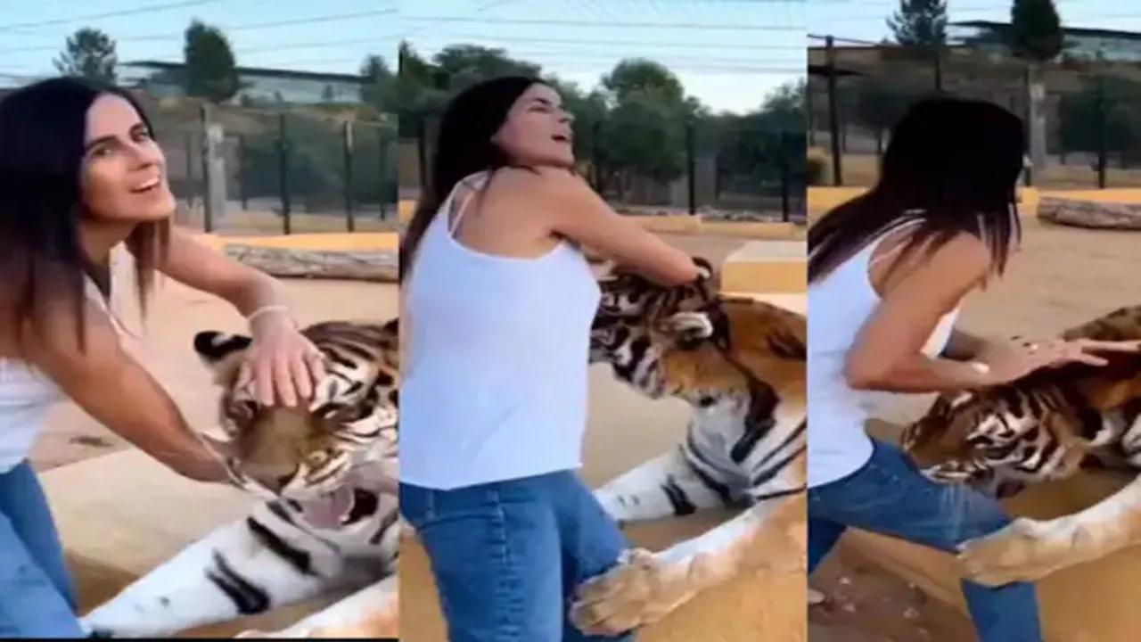 wildlife viral video, girl playing with tiger, Tiger Attacks on Girl, tiger grabbed Girl, tiger attacks girl, girl and tiger video, girl viral video, tiger attack girl, tiger attack, tiger viral video, tiger attack viral,