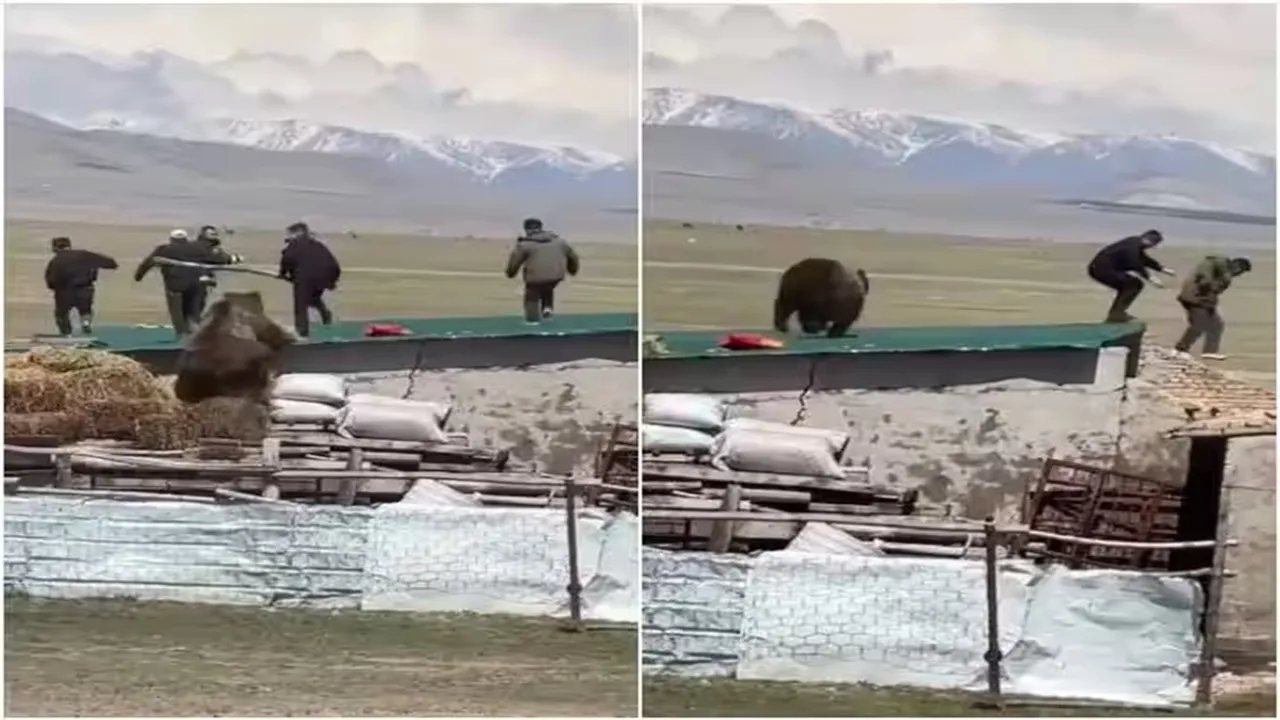 Viral Video of Tiger, Trending Video of Tiger, Amazing Video of Tiger, Shocking Video of Tiger, Hatke Khabar, Khabren Zara Hatke, latest tending Video of Tiger, trending Video of Tiger on twitter, trending Video of Tiger on facebook, trending Video of Tiger on instagram, trending Video of Tiger on youtube, Photosoot With Tiger,