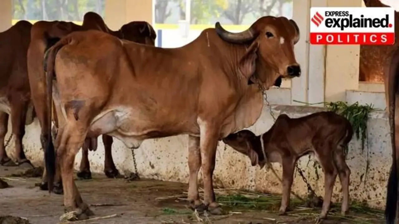Karnataka, cow, slaughter, protection, BJP, Congress, Indian Express, Express Explained," />