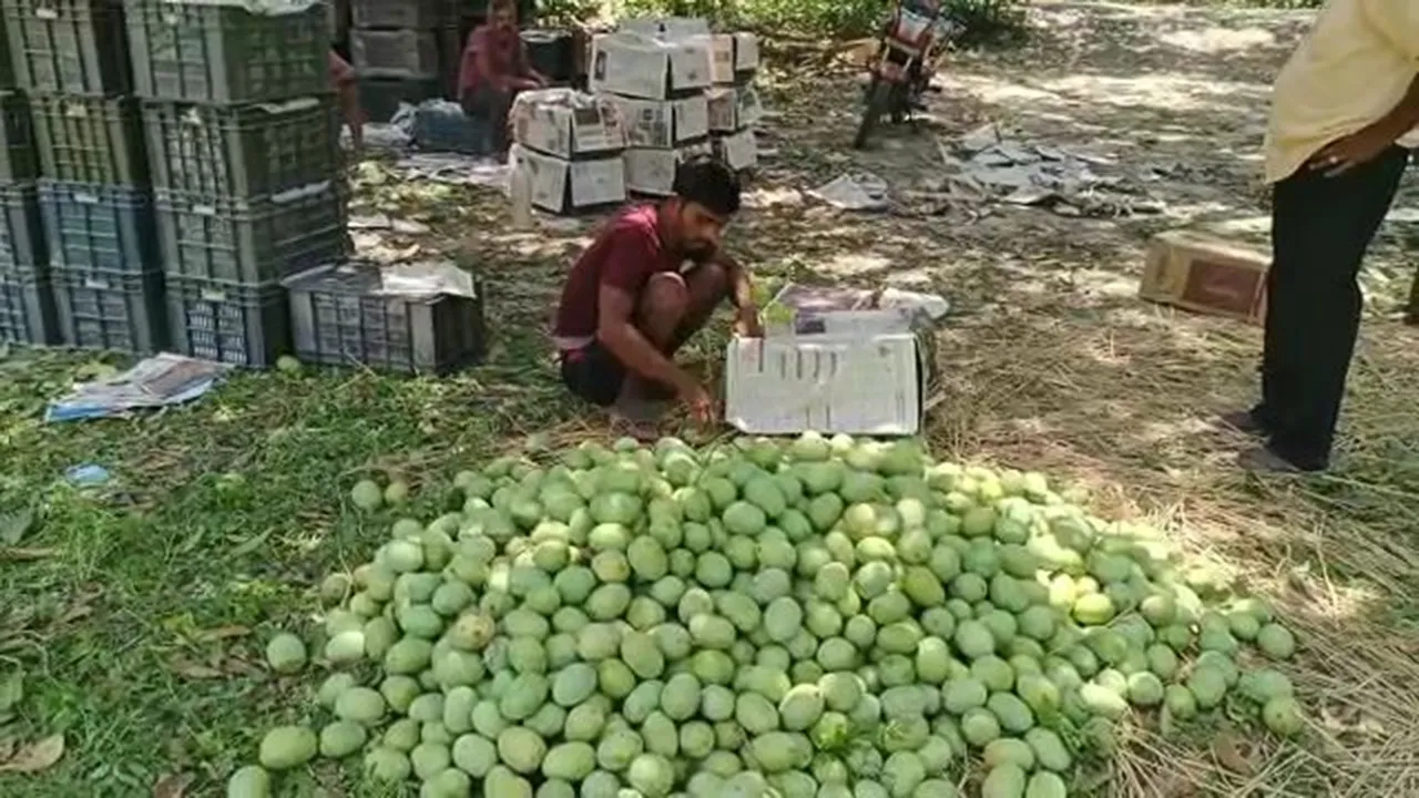 mango farmers and traders of malda are facing losses due to extreme heat , আমের ফলন নজরকাড়া, তবু লাভ যেন দুরাশা! মাথায় হাত মালদার চাষী-ব্যবসায়ীদের