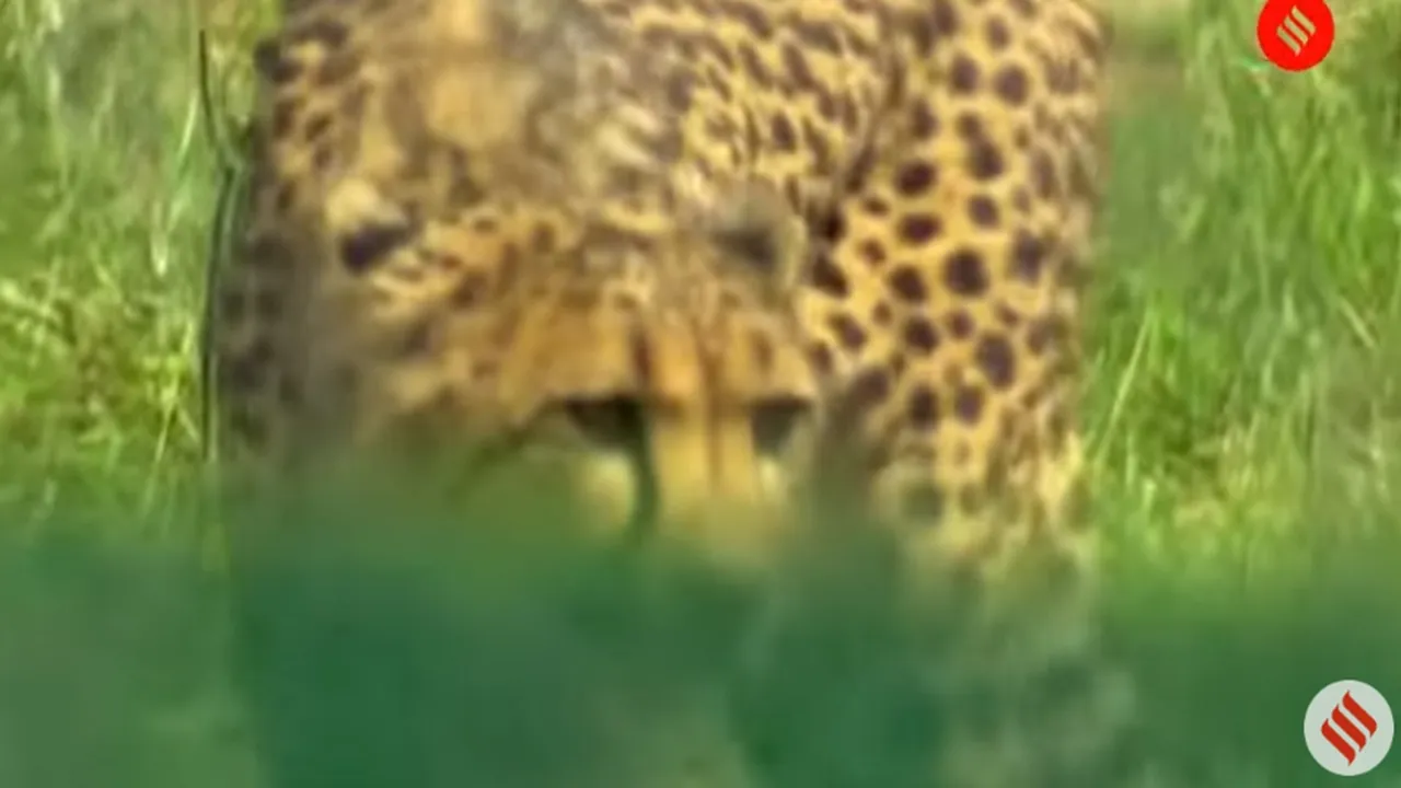 Cheetah
