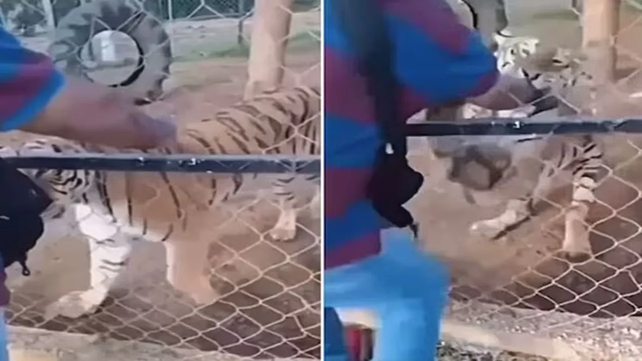 tiger attack video, man insert hand in tiger cage, tiger eat man hand, tiger attack man, tiger attack man from cage, tiger attack viral video, tiger video, tiger man's hand viral video, tiger video, shocking tiger video, weird news, latest news, trending news, ajabgajab, shocking news