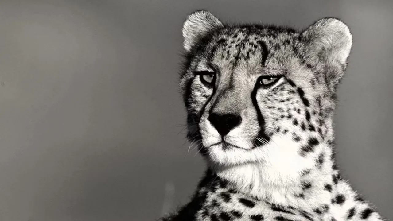 Kuno National Park, cheetah, South Africa, post-mortem