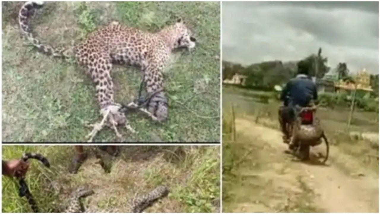 karnataka cub video, leopard video, karnataka news, leopard video, man ties leopard to bike, leopard bike