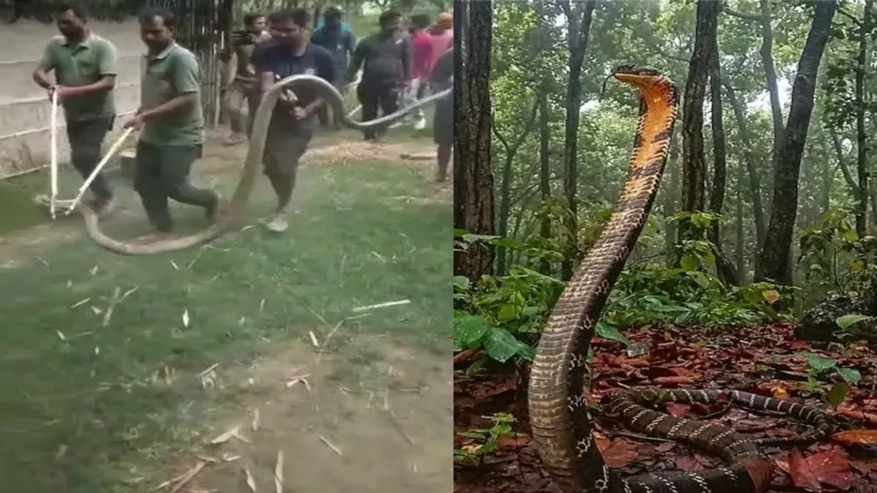 king kobra, snake, corbra video, viral snake video, West Champaran NewsWest Champaran News in Hindi,West Champaran News Today,West Champaran City News