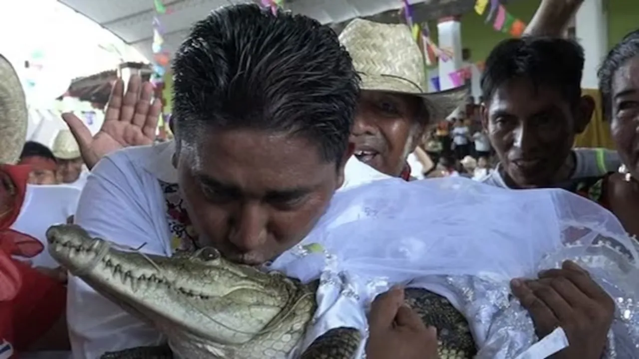 mexican mayor weds crocodile, mexican mayor, crocodile, mayor marries crocodile Video, mexican mayor weds alligator, mexican weds crocodile, mexican mayor marries crocodile, mayor,mexican mayor marries crocodile to bring luck, mexican mayor marries crocodile to bring goodluck to fishermen, alligator weds mexican mayor,