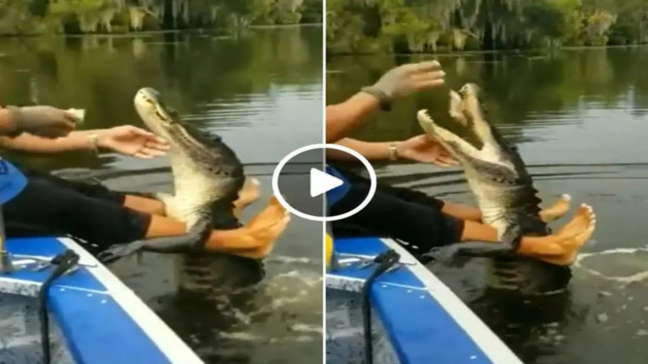 man treat crocodile like pet people says that is not dog