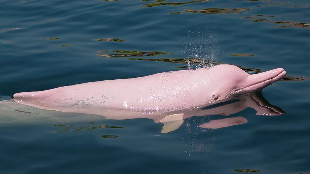 Pink Dolphin, Louisiana, Gulf of Mexico, Aquatic Animals, Barbie, Viral,Dolphin,Gulf of Mexico,pink dolphin,Pink Dolphin Viral Video,fisherman,Ajab Gajab news, Shocking news, Weird news, OMG News, bizarre news, amazing news, good news, interesting news, viral news, trending news, hatke news