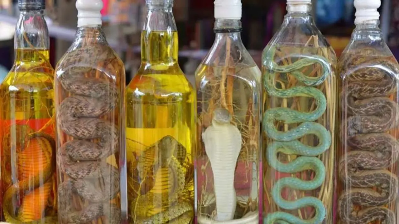 Snake wine made in china Vietnam