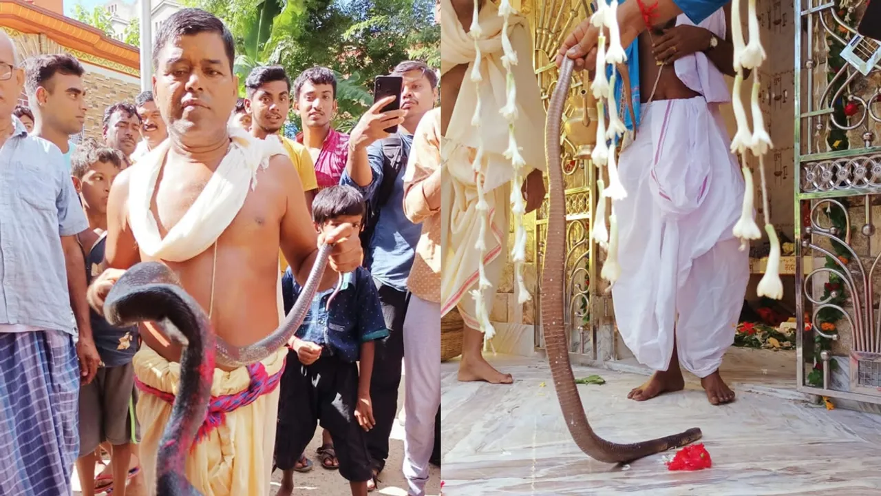 jhanklai snakes are worshiped as goddesses in several villages of east-burdwan bhatar , কালনাগিনী কেউটেই দেবী! ধুমধাম করে ঝাঁকলাই সাপের পুজো বাংলার শস্য ভাণ্ডারে